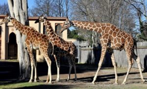 Bioparco di Roma, domenica 22 giugno giornata dedicata a Sua Altezza la Giraffa